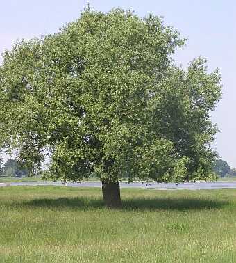 Sommer